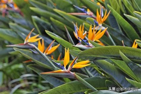 天堂鳥開花|天堂鳥植物完全栽培指南 從選擇到養護 